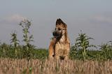 BOUVIER DES ARDENNES 185